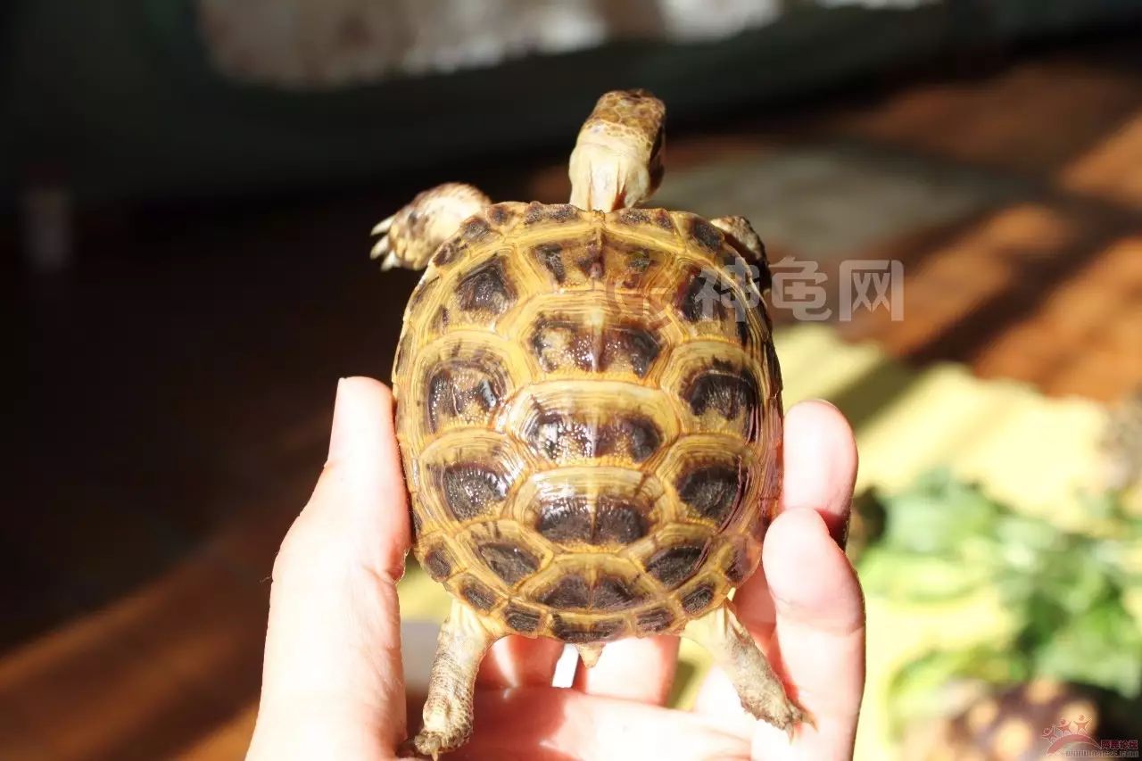 科普:陆龟的背壳与阳光的关系