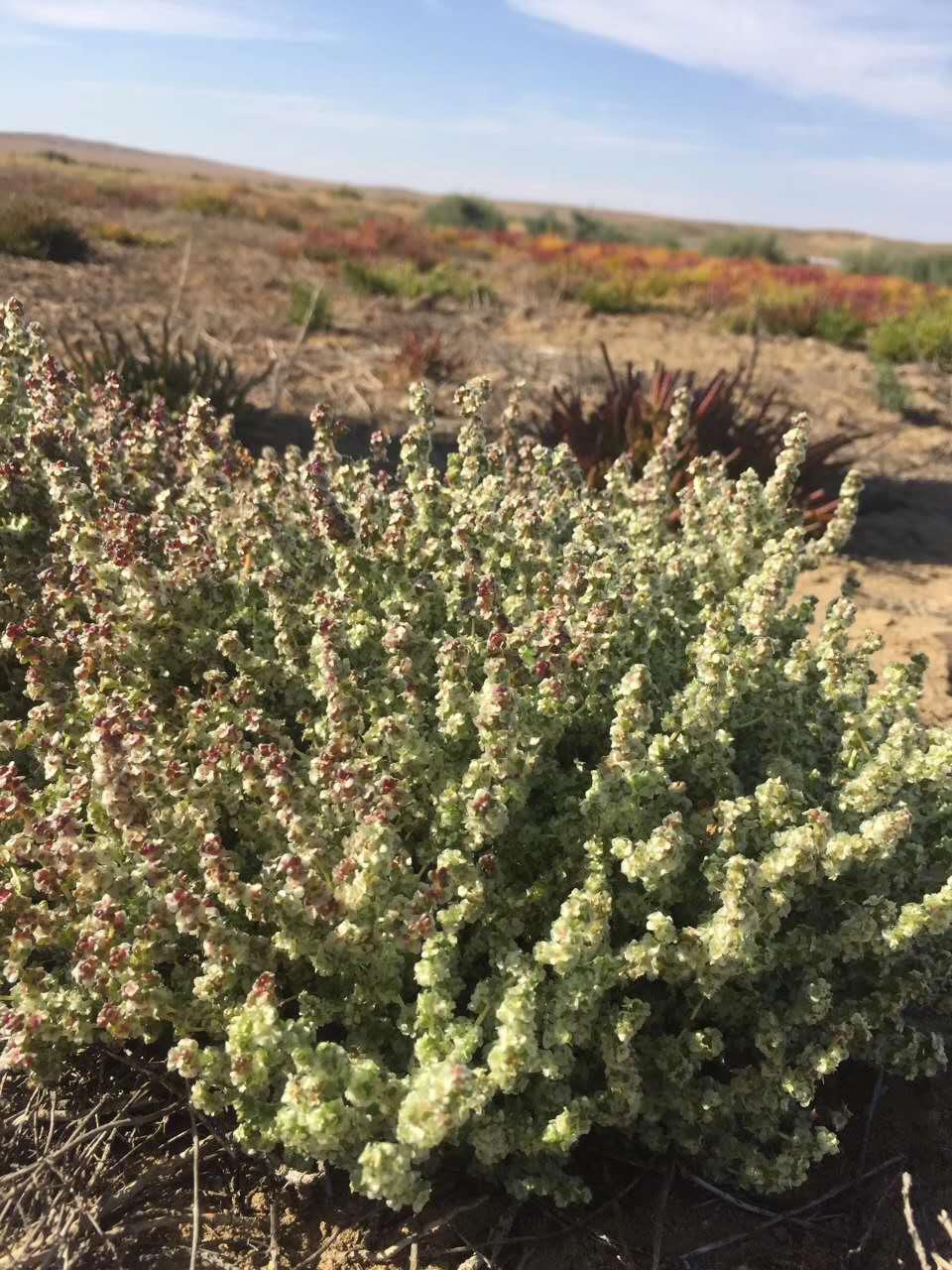 新疆戈壁滩上的植物图片