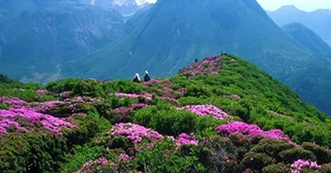 蓥华山花海图片