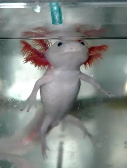 饲养了墨西哥蝾螈(mexican axolotls,这种两栖动物不仅可以再生肢体