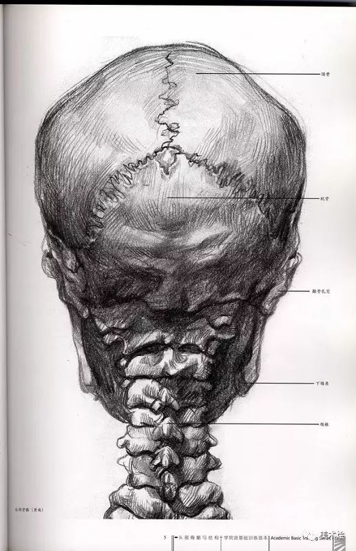 素描必看人物头骨肌肉与素描头像关系讲解