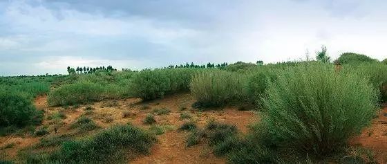 2012年投入运营的毛乌素生物质热电公司,每年可消化沙柳等灌木平茬