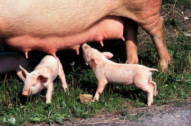 母猪在怀孕后期和产后便秘的危害有哪些?