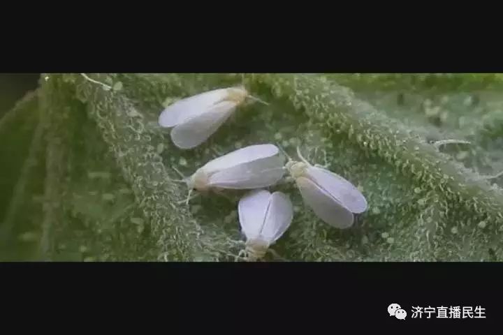 夏天白色翅膀的小飞虫图片