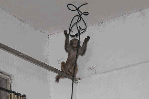 这几天在萧山神出鬼没的猴哥被逮住了!