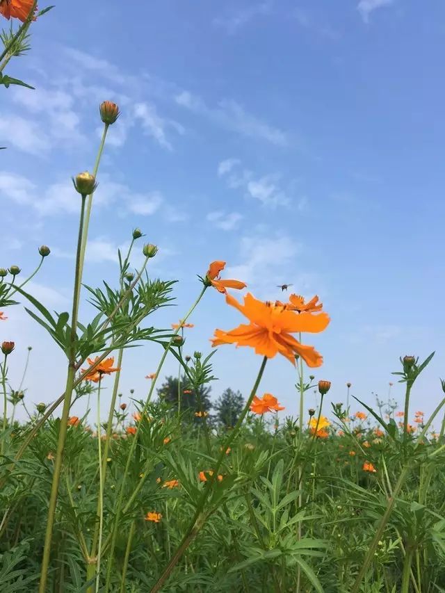 十一不想人擠人?這裡有景美,場子大的花海,讓你放空自己!