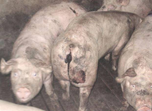 猪增生性回肠炎图片图片