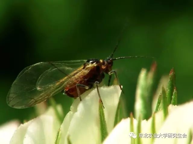 蚜虫既然知道了小咬是蚜虫,那么我们就可以通过蚜虫的一些习性来