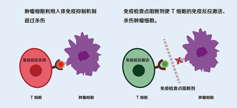 免疫療法治療癌症曙光初現 個性定製抗癌疫苗讓腫瘤