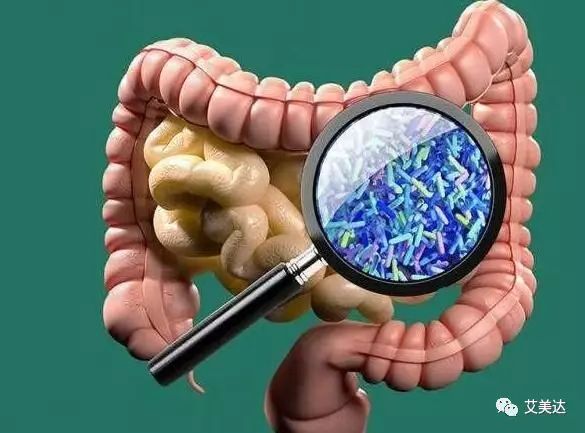 【3】cell rep:研究揭示腸道細菌代謝與肥胖及2型糖尿病的關係