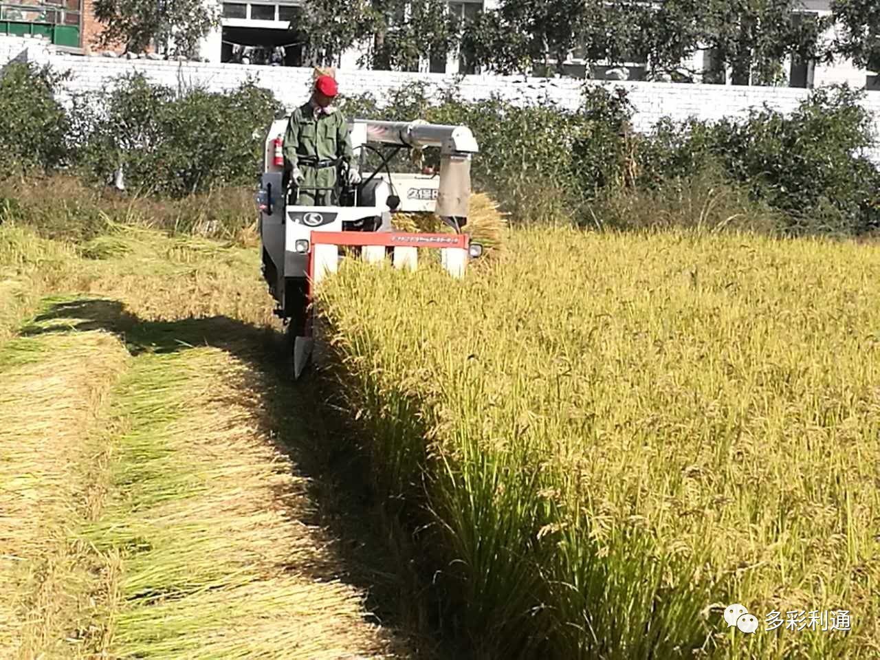 【丰收】金秋水稻获丰收 田间机械收割忙