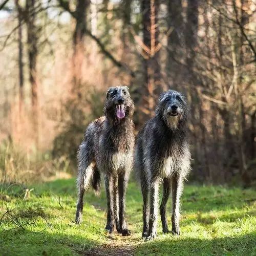 愛爾蘭獵狼犬顯著的特徵就是集力量與敏捷於一身,並擁有敏銳的雙眼.