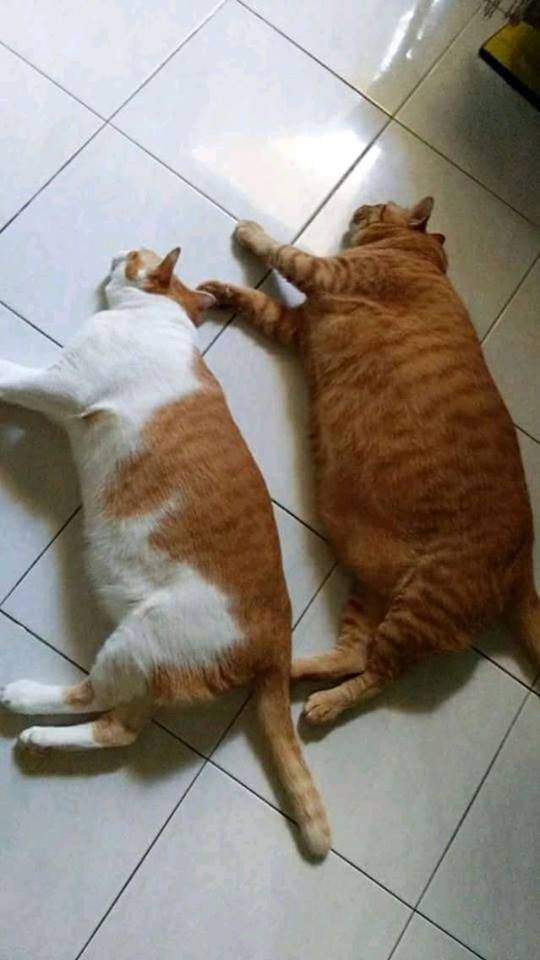 主人家有一只橘猫,网友:见过胖的,没见过如此胖的!