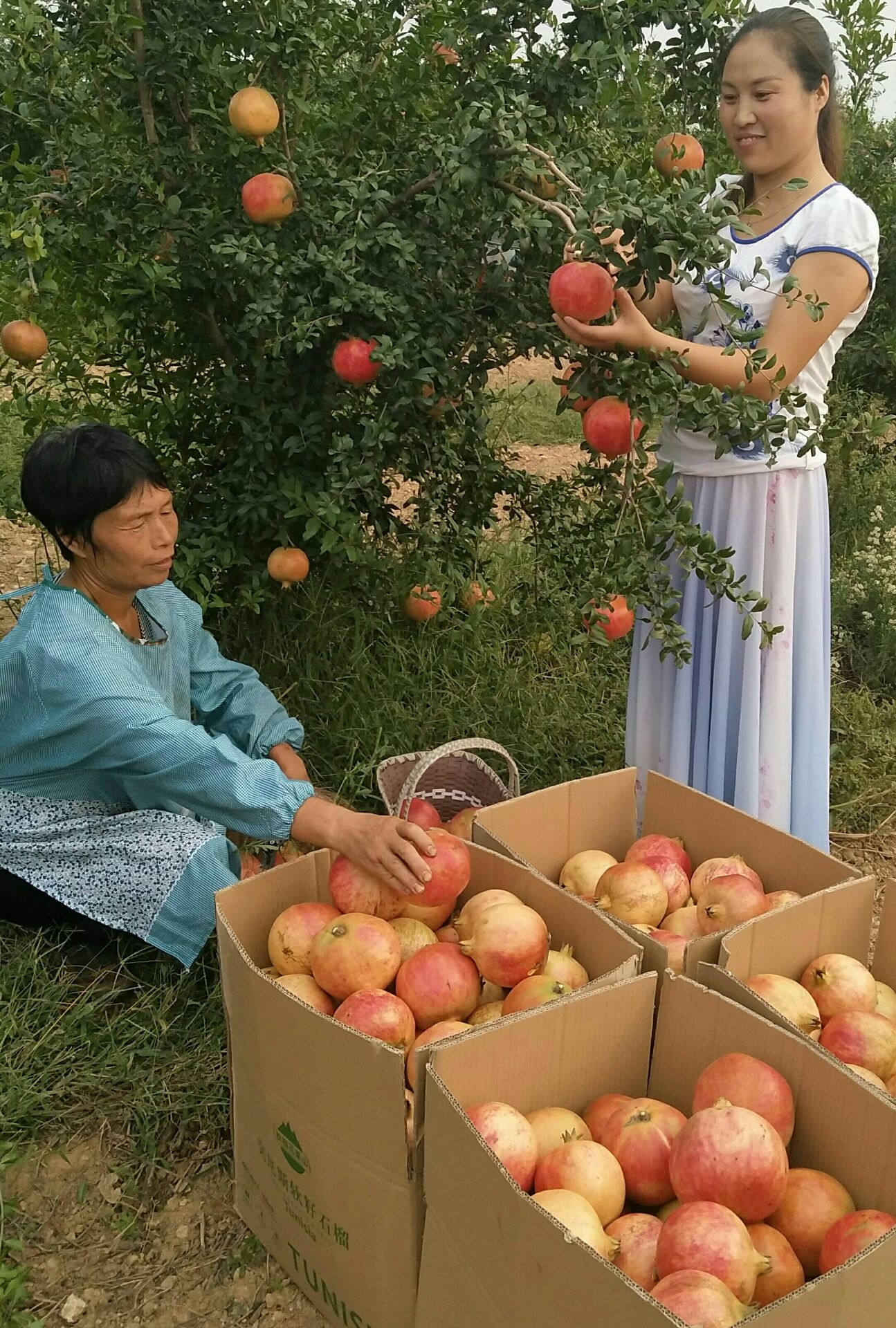 河南汝州软籽石榴图片