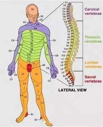 腰椎1~7节位置图图片