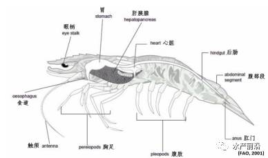 对虾内部结构解剖图图片