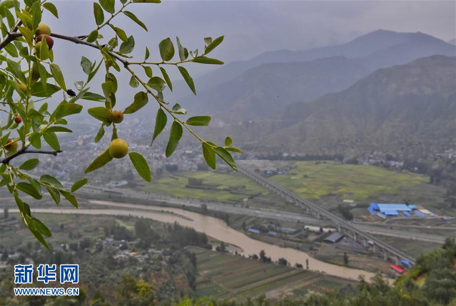 1 12 这是在陇南市武都区汉王镇朱能村拍摄的油橄榄种植基地(9月18日