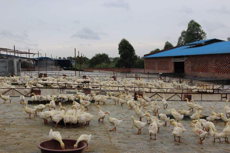 鹅舍应建在地势高燥,背风向阳的平坦或缓坡地带,远离村庄,工厂,交通