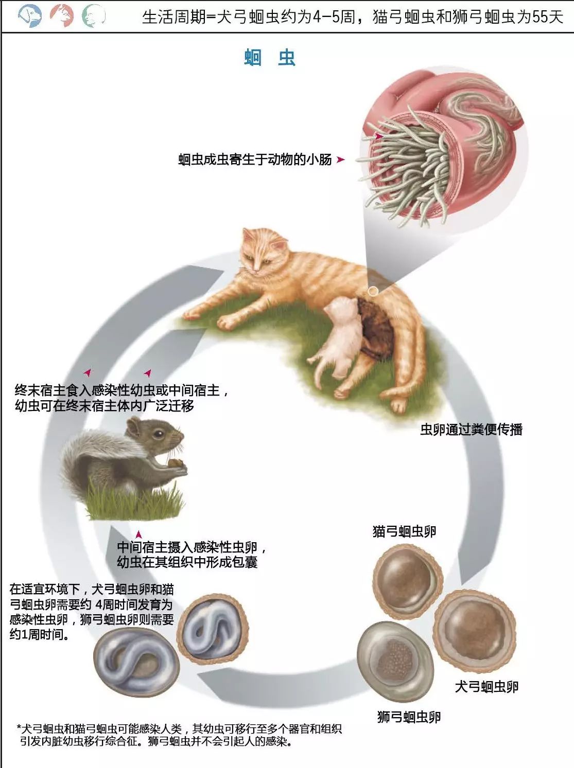 这个太赞了宠物体内寄生虫彩色图谱精选