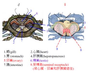 梭子蟹内脏图解 图片图片