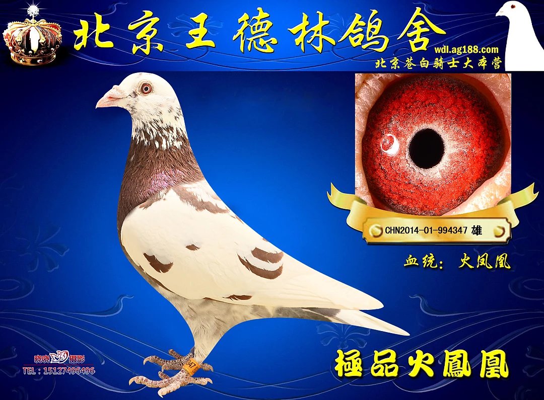 王德林鴿舍2羽慕利門火鳳凰2羽羅曼詹森血統荷蘭原環種鴿欣賞出售