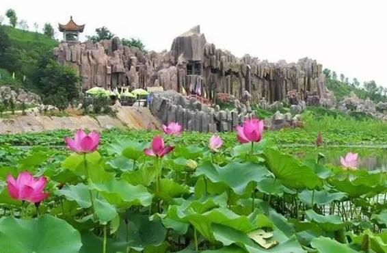 大米西邵紅杏吳壩大蒜古寺郎胡蘿蔔清豐白靈菇南樂牙棗南樂壯饃好啦