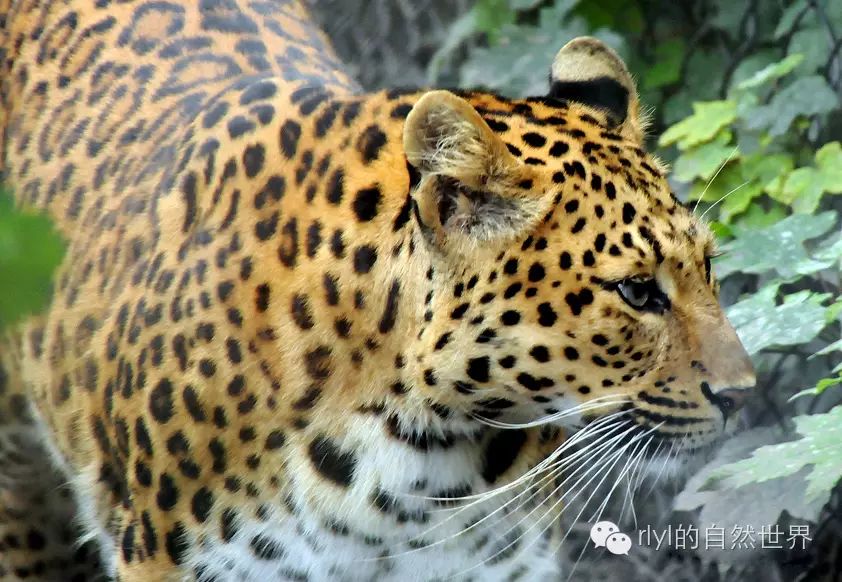 rlyl物种说今日华北豹northchinaleopard