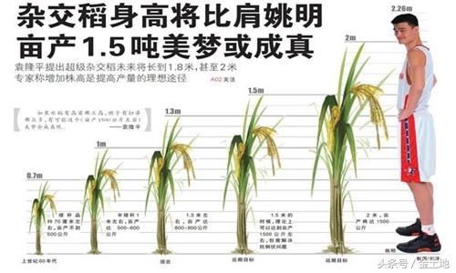水稻生长周期表图片