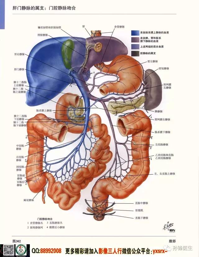 合体解剖结构图图片