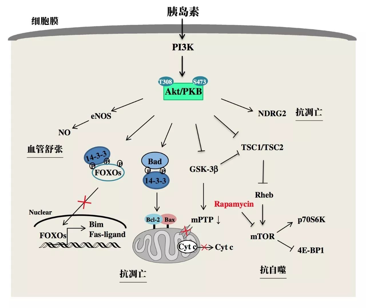 除了降血糖胰岛素原来还藏了这么多绝招