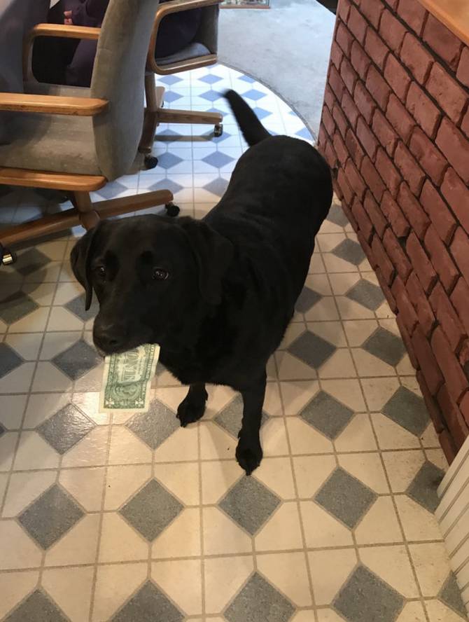 世界上最爱钱的狗狗钞票塞满存钱筒