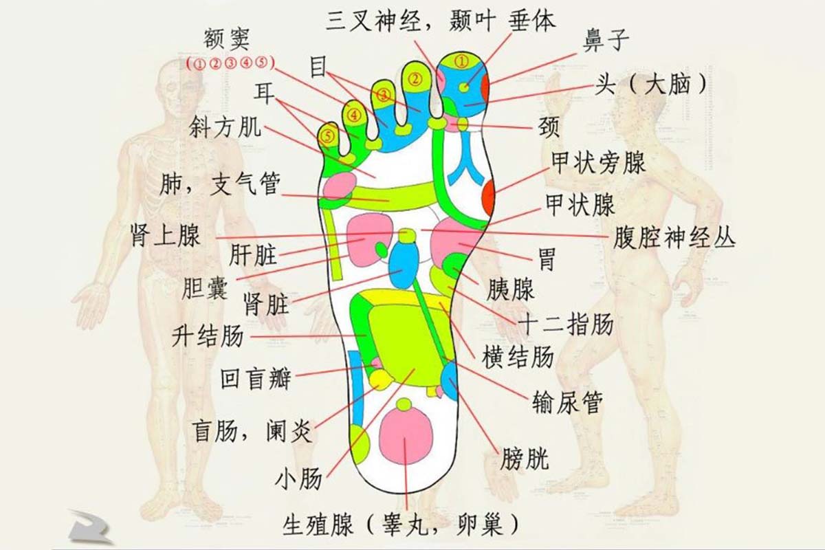 从医学理论来讲,脚上有人体各脏腑器官的反射区和穴位,以及经络,很多