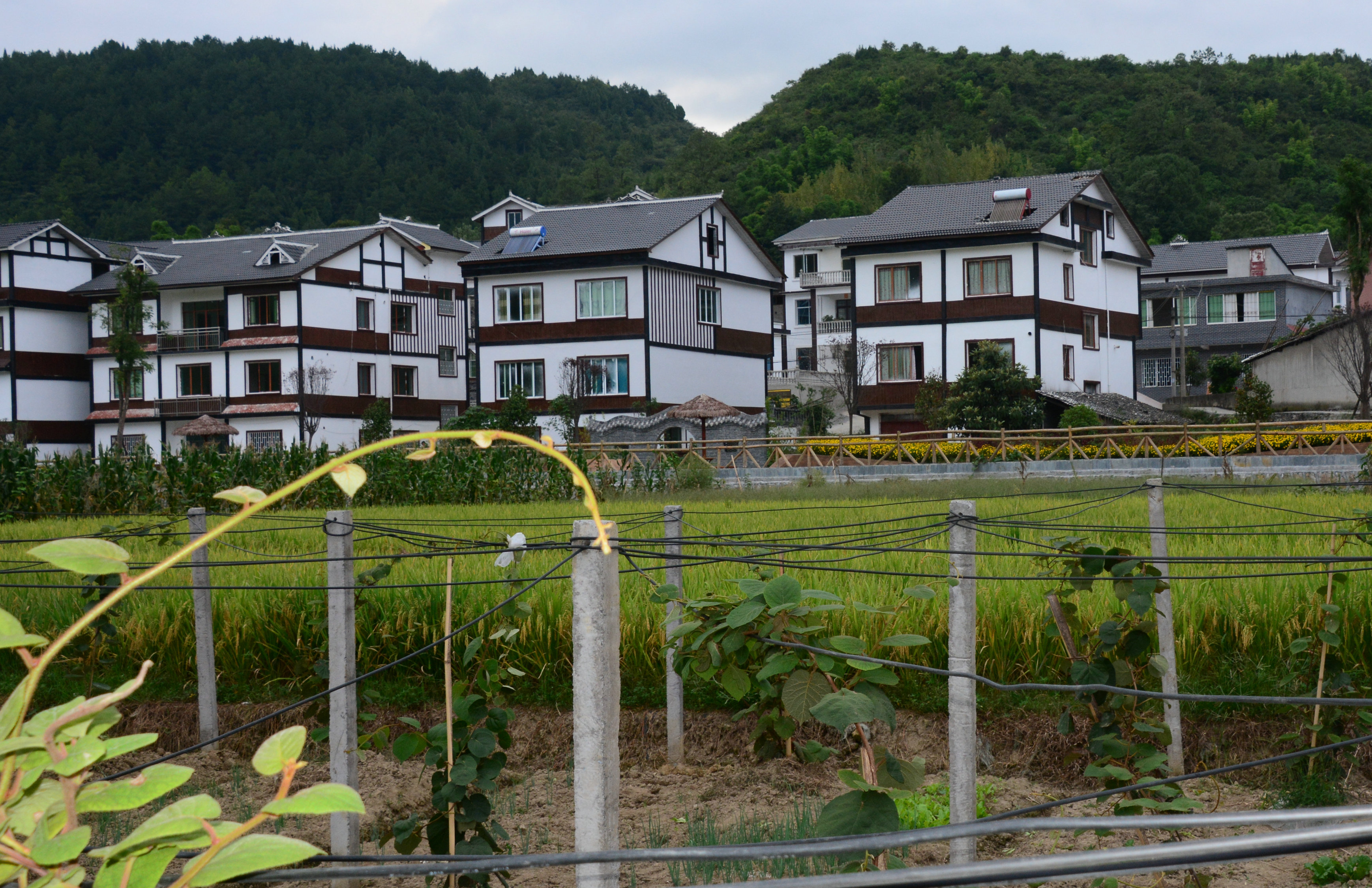 据遵义市汇川区泗渡镇副镇长李德辉介绍,泗渡镇在区域位置上占有先天