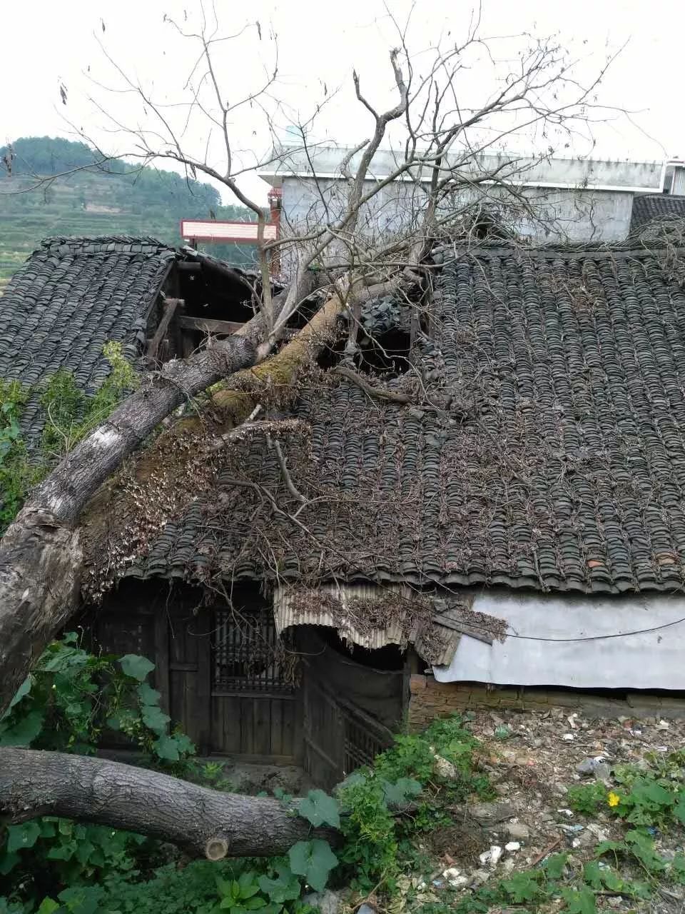 暴風雨過後,武岡這戶人家的房子被一顆大樹壓倒,破碎不堪,希望得到