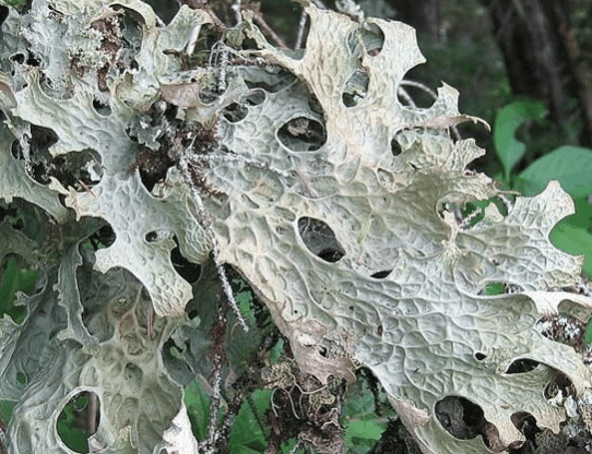 黑龙江克山县老皮图片