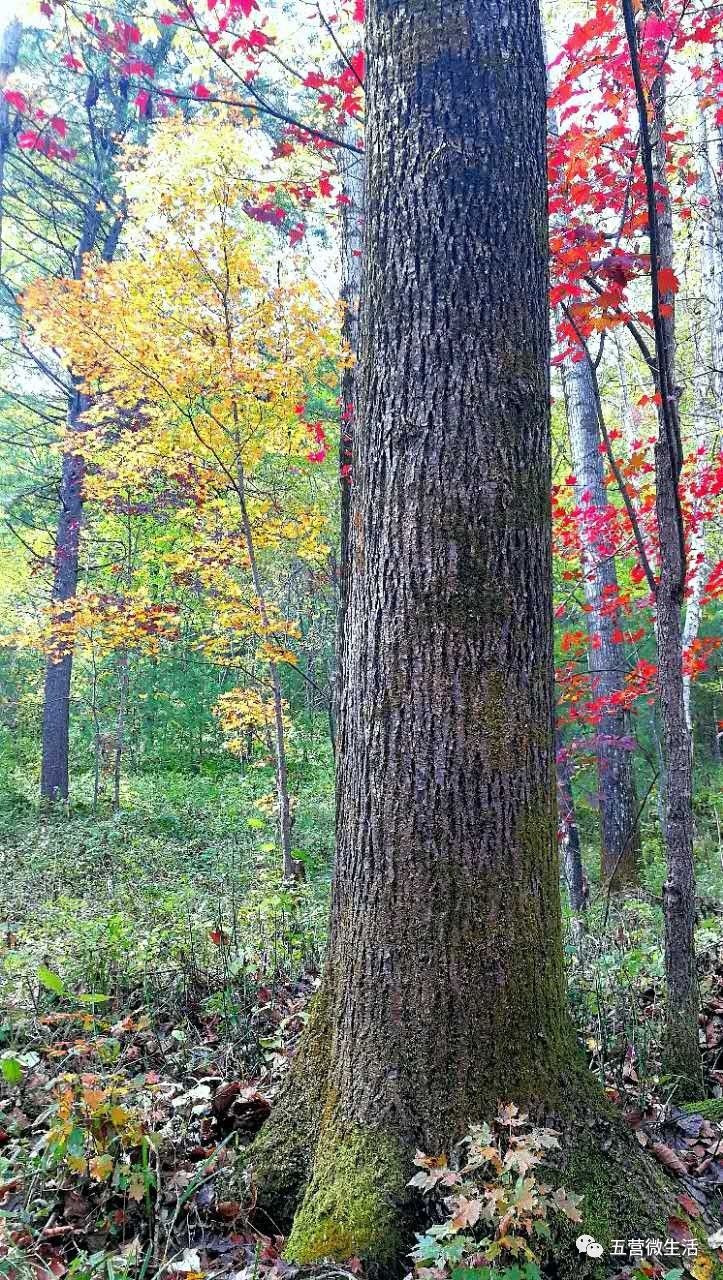 央視這麼說五營國家森林公園:看原始紅松 聞清新空氣