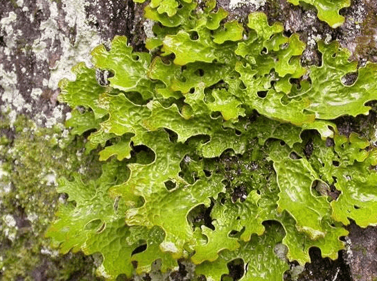 黑龙江克山县老皮图片