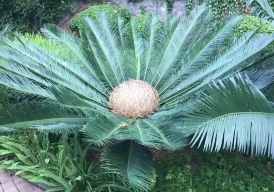 攀枝花公園裡這棵蘇鐵開出一朵