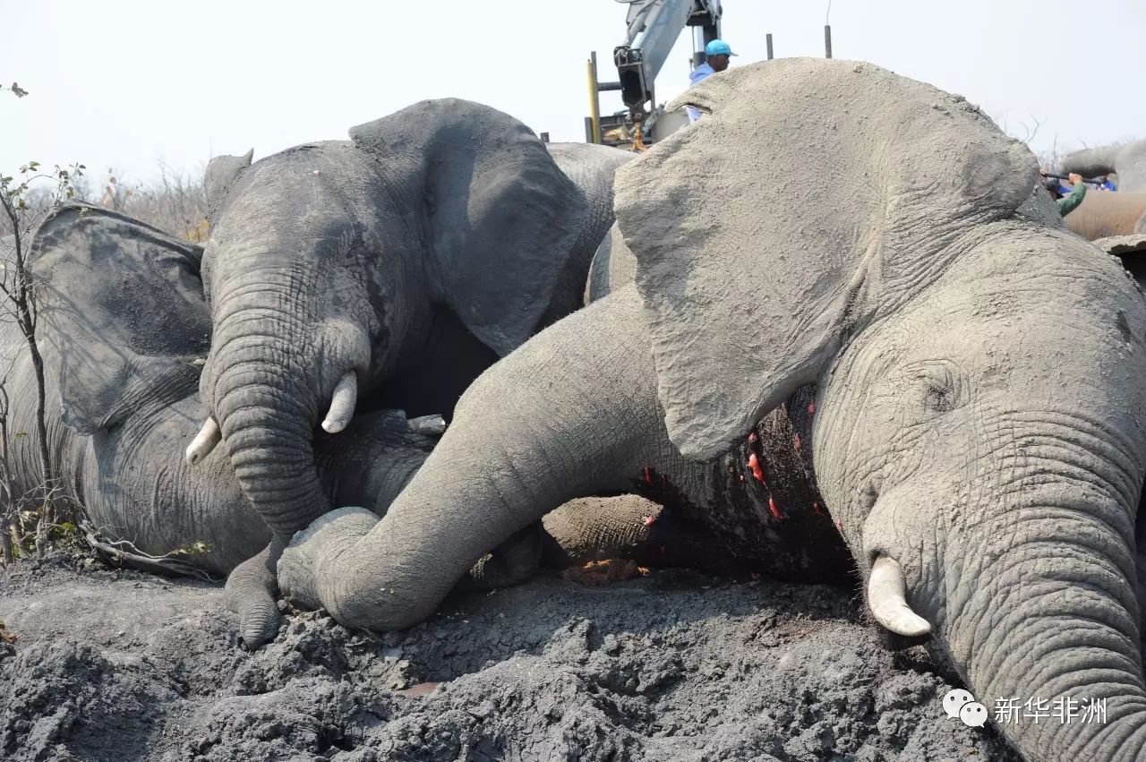 震惊!博茨瓦纳9头大象触电死亡