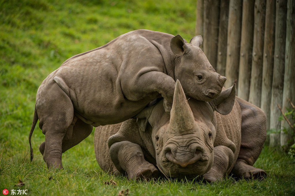 英动物园犀牛宝宝缠着妈妈求关注 献吻捣乱各种放大招