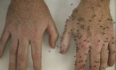蚊子更像一个全才的杀手:它能够传播的疾病,熟知的有疟疾,黄热病