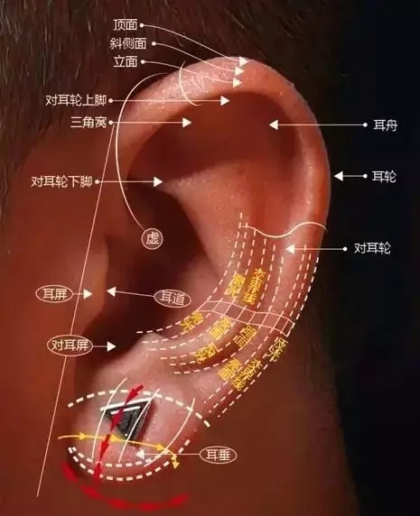 耳朵的各个部位造型弯曲又相互穿插