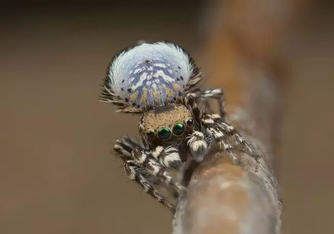 澳洲发现蜘蛛新品种色彩鲜艳似外星生物
