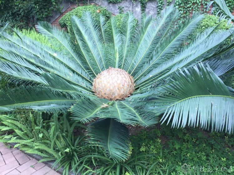 奇攀枝花公園裡這棵蘇鐵開出一朵霸王花21年來開得最大的一朵