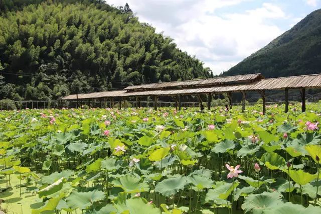 入围"绿野乡居"的将乐县光明龙池谷原来这么好玩!