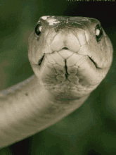 蛇的动态表情包图片
