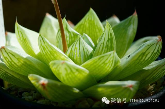 冰清玉洁多肉植物图片