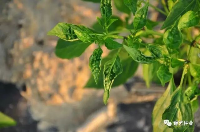 1,病毒病:主要由蚜虫,白粉虱,烟粉虱等虫害传毒,也可通过种子带毒