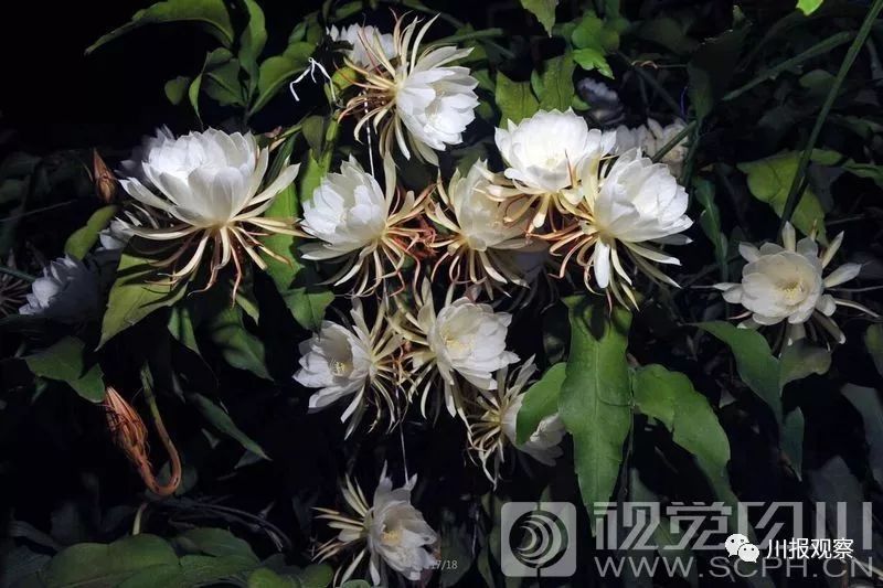 成都八旬老夫妻,50年种出年开300朵的昙花树