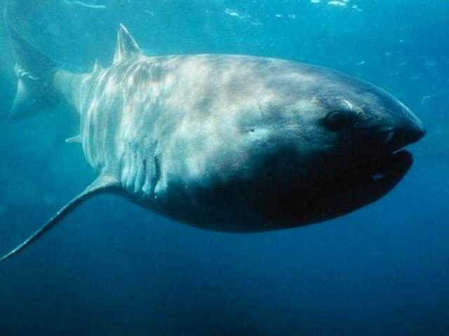 深海水族馆巨口鲨图片